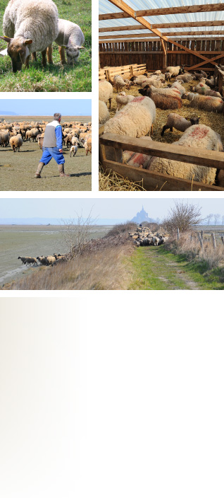Moutons et agneaux au pâturage et à la bergerie - Eleveur - Baie du Mont Saint-Michel - Prés-salés.