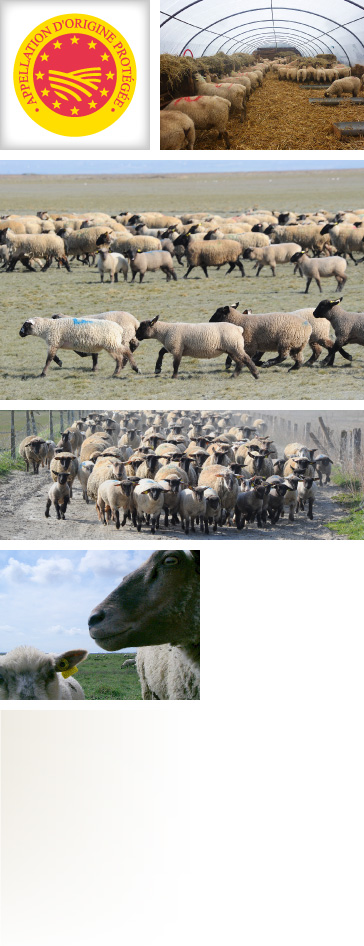 Logo Appellation d'Origine Contrôlée AOP France - Moutons et agneaux au pâturage et à la bergerie - Prés-salés