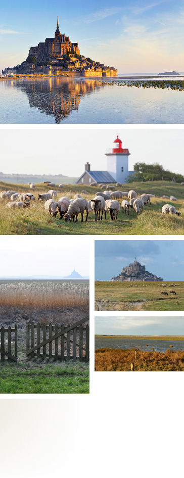 Baie du Mont Saint-Michel - Prés-salés - Moutons et agneaux au pâturage