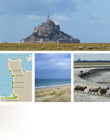 Moutons et agneaux au pâturage - Baie du Mont Saint-Michel - Prés-salés - Carte des producteurs.