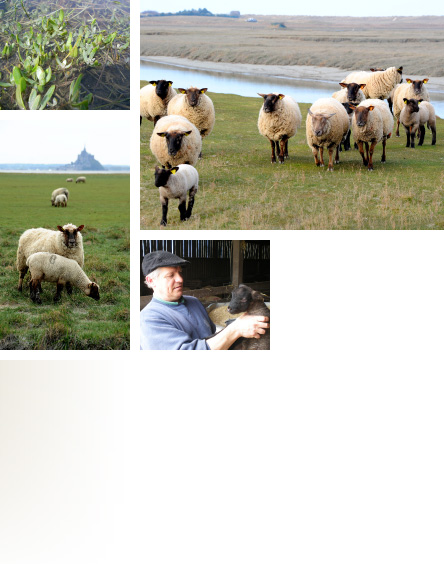 Moutons et agneaux au pâturage et à la bergerie - Eleveur - Végétation des prés-salés du Mont Saint-Michel