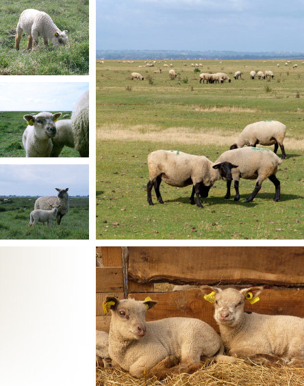Moutons et agneaux au pâturage et à la bergerie - Baie du Mont Saint-Michel - Prés-salés