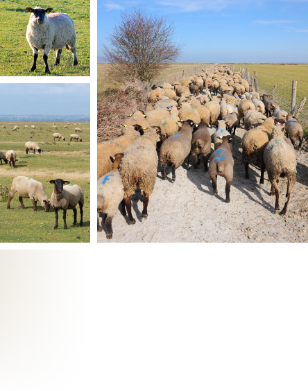 Moutons et agneaux au pâturage - Prés-salés